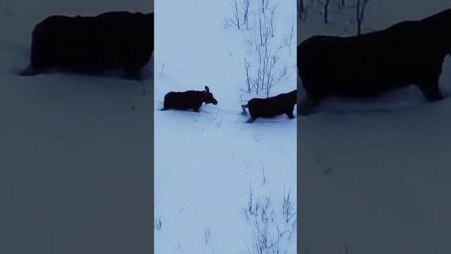 лосиха с лисёнком гуляет