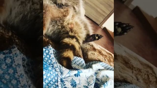 Енот-полоскун смотреть онлайн