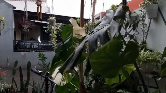 Monstera Variegata Yang Lagi Viral | TANAMAN