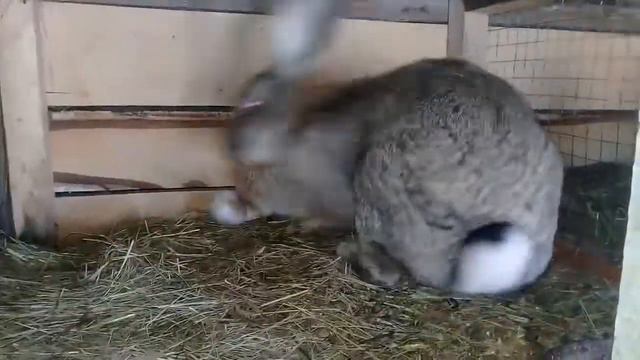 Спаривание кроликов крол Фландер и крольчиха Великан.