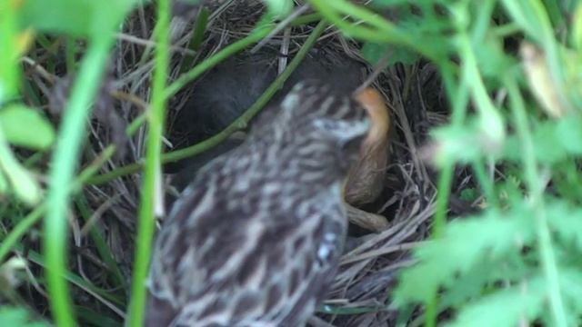 Птенец какает. смотреть онлайн