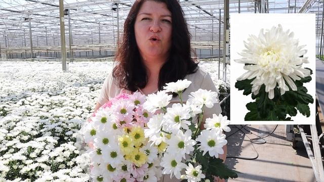 ХРИЗАНТЕМЫ. Все о выращивании хризантемы смотреть онлайн