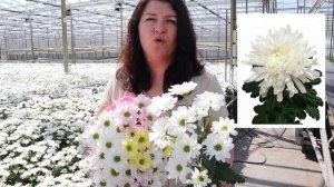 ХРИЗАНТЕМЫ. Все о выращивании хризантемы