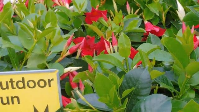 What's new at HOME DEPOT for Spring- Shop & Save $$ on Plants смотреть онлайн