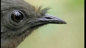 Птичка красиво поёт