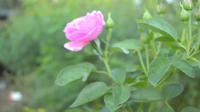 pink rose shoot by dream foto studio, '' dreamfotostudio'' смотреть онлайн
