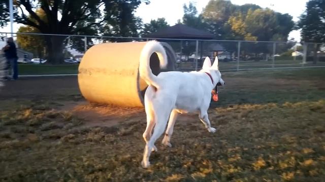 Wolf Dog In An Unbelievable Battle & Terrifying Sounds At Dog Park смотреть онлайн