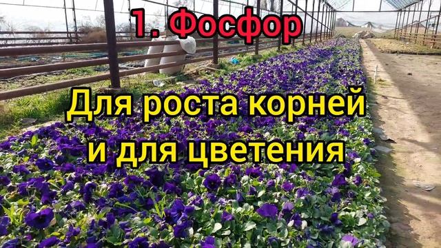 Лучшие удобрение которые содержит Магний, Кальций, Железа, Азот, Фосфор и Калий.?МОЙ ТОП 6 ЭЛЕМЕНТЫ смотреть онлайн