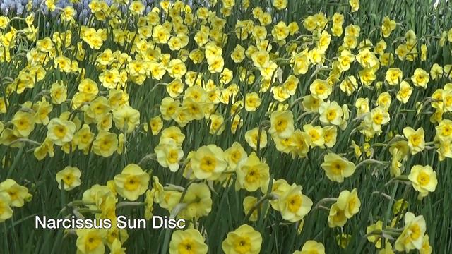 Narcissus Sun Disc - Narcissus Bulbs From Holland