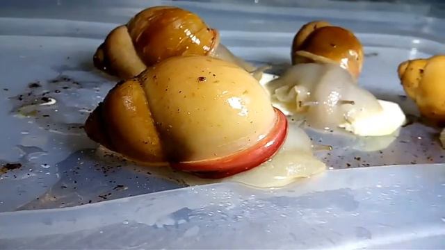 Мои улиточки!!! ( часть 1) смотреть онлайн