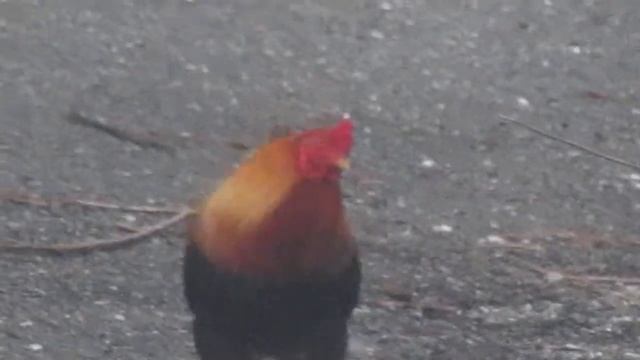 canon powershot sx410 zoom test 2 смотреть онлайн