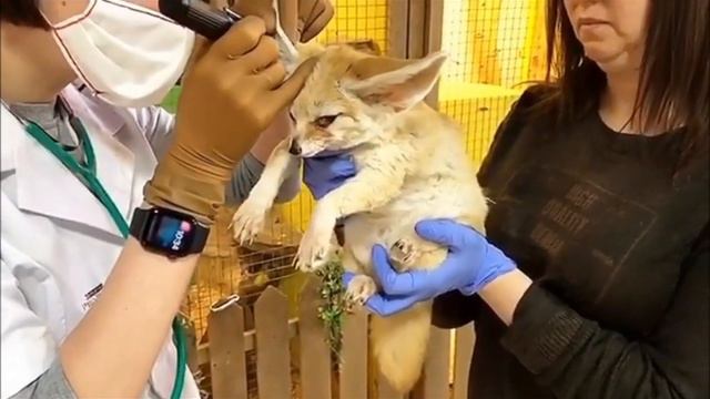 Зоопарк в центре Хабаровска нуждается в помощи смотреть онлайн