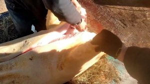 Разделка туши свиньи