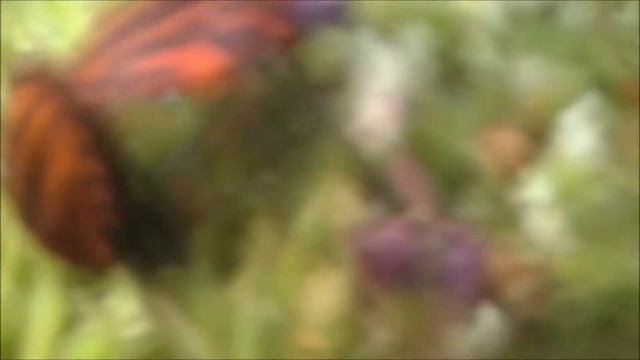 #Футаж. Щитник линейчатый/#Footage.Graphosoma lineatum/ Graphosoma lineatum смотреть онлайн