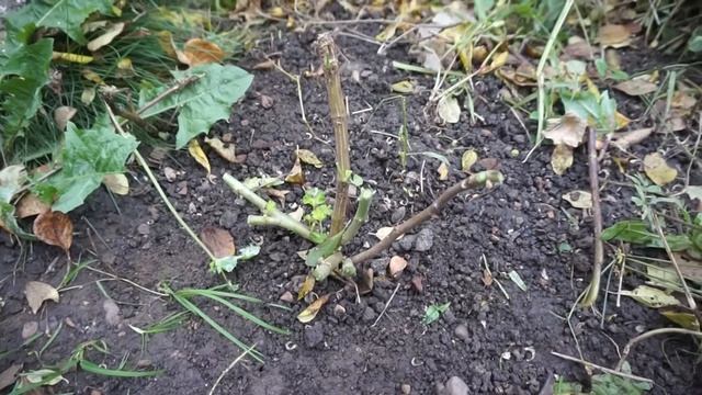 Как сохранить Герань зимой! Зимовка пеларгонии! смотреть онлайн