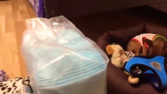 Уход за той терьером Джерри смотреть онлайн