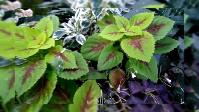 Колеусы в саду. Колеус - красивое растение для дома и сада. Coleus in Garden. смотреть онлайн