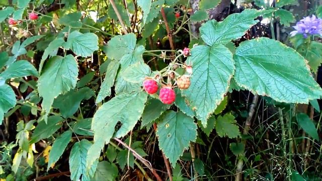 Щедрые дары леса смотреть онлайн