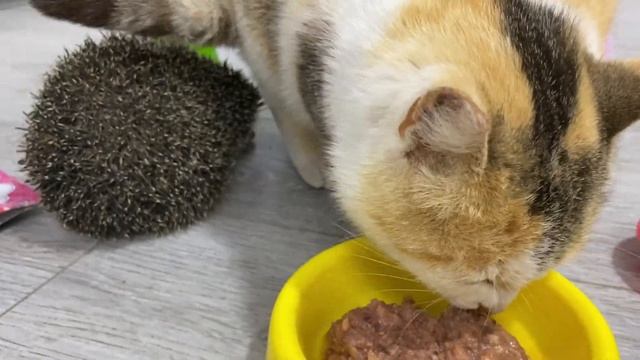 Станет ли ёжик есть кошачий корм... он нашел новую игрушку | Жизнь ёжиков смотреть онлайн