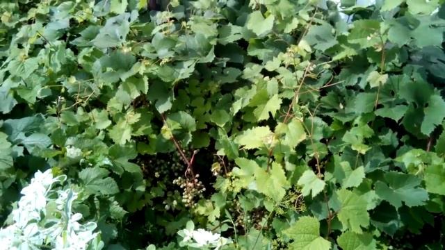 На даче у Людмилы Ивановны. Сад непрерывного цветения на 6 сотках. смотреть онлайн