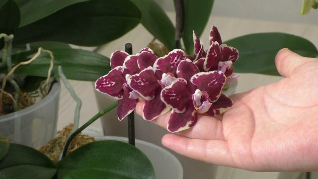 Орхидеи БАБОЧКИ в моей коллекции смотреть онлайн