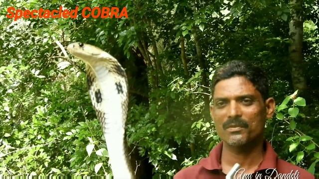 #COBRA Close Up #Indian Cobra #Spectacled Cobra #Asian Cobra #binocellate Cobra #Naja Naja #facts