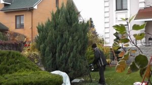 Обрезка можжевельника китайского "стрикта" или превращение его в Замок.