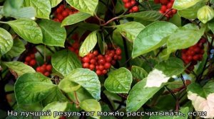 Лимонник китайский: выращивание и уход