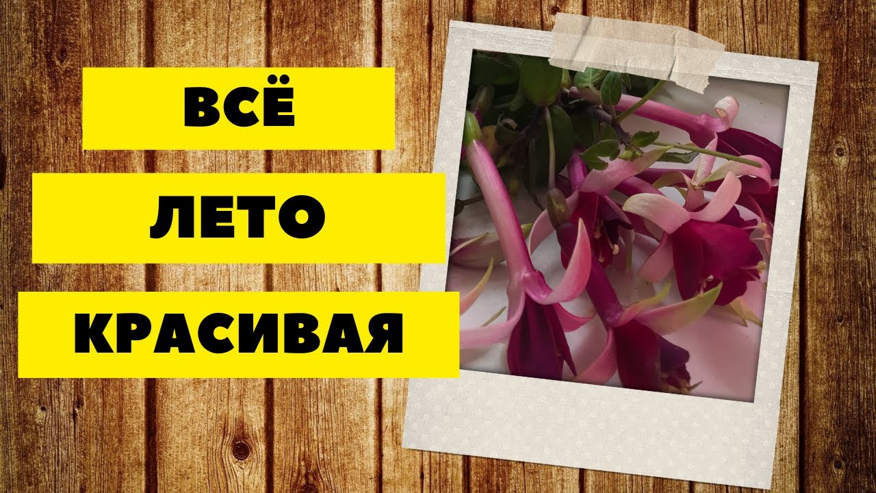 Фуксии-отблеск лета осенью