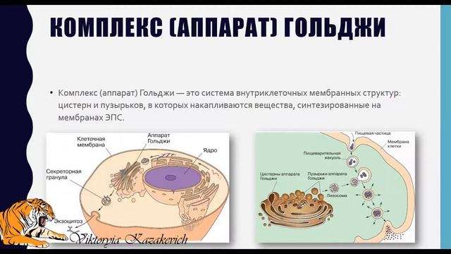 Эндоплазматическая сеть. Комплекс Гольджи. Лизосомы смотреть онлайн