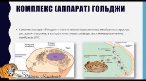 Эндоплазматическая сеть. Комплекс Гольджи. Лизосомы