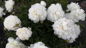 Белый пион Ширли Темпл.Наш любимец гвоздичный пион! Июнь 2020.