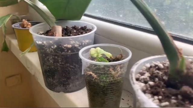 Той випадок коли рослина пропадає -і майже неможливо іі спасти.Або чому не купляти зрізи на осінь 😢 смотреть онлайн