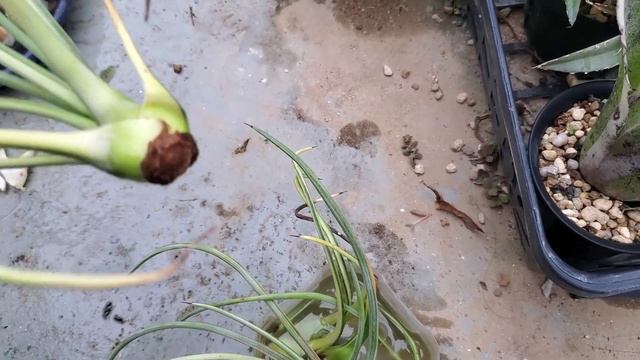 【カキ仔】アガベのカキ仔、発根と管理について【Agave】【園芸】 смотреть онлайн
