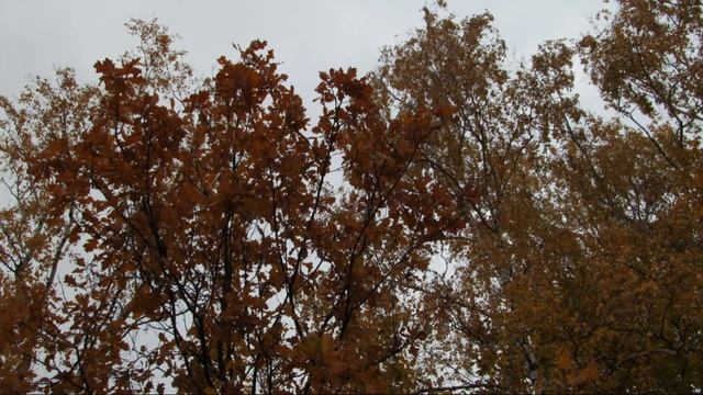 Видео "Краски осени". Мелодии: "Конец сентября" и "Бирюзовая даль". смотреть онлайн