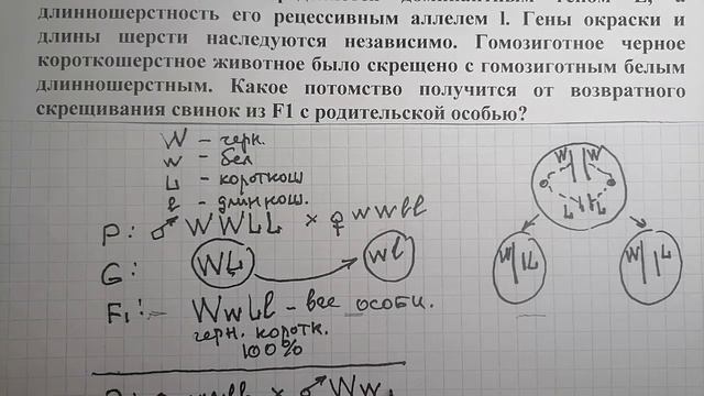 Дигибридное скрещивание 2: Определение генотипов по фенотипам родителей смотреть онлайн