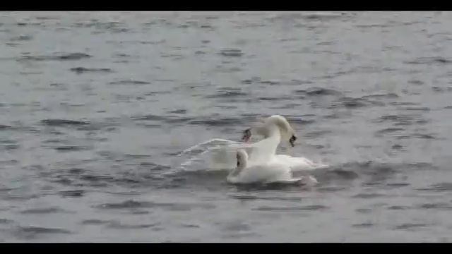 SWANS смотреть онлайн