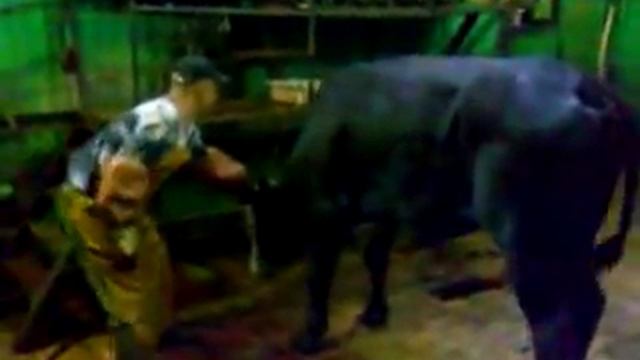 рустам цыган убивает быка с одного удара смотреть онлайн