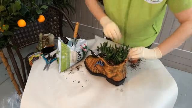 Оригинальное решение для интерьера детской комнаты! Суккулент Красула Хоббит! смотреть онлайн