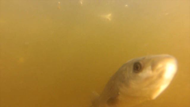 Зарыбление реки Ингул РК Флагман в Кропивницком 2021 смотреть онлайн