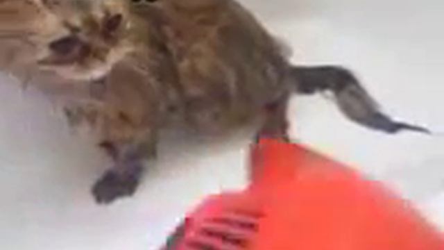 Мойка кота смотреть онлайн