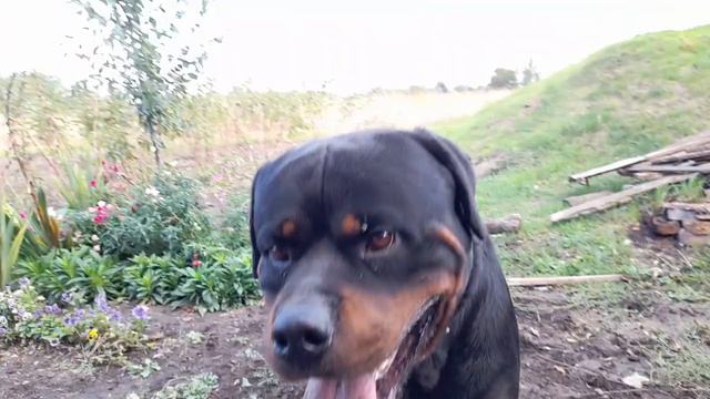 Ротвейлер играет!!!! Rottweiler