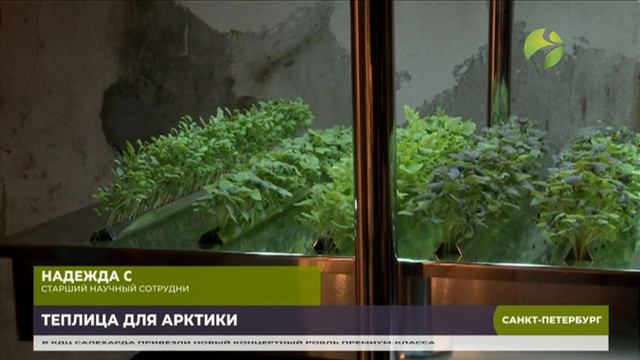Учёные из Санкт-Петербурга разработали технологию выращивания арктических овощей смотреть онлайн