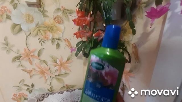 Внеплановое цветение декабриста.