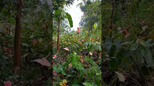 plantation sa anturium naagian sa NGCP смотреть онлайн