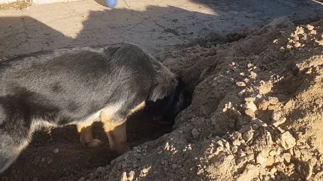 Свинтусы / Pigs смотреть онлайн