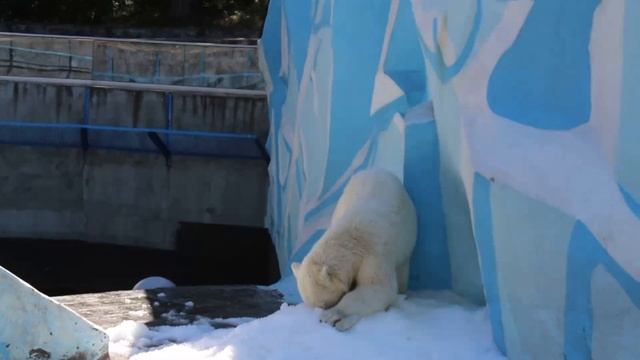 Снег. Лето. Белые медведи....Snow. Summer. Polar bear. смотреть онлайн