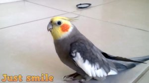 Смешные попугайчики