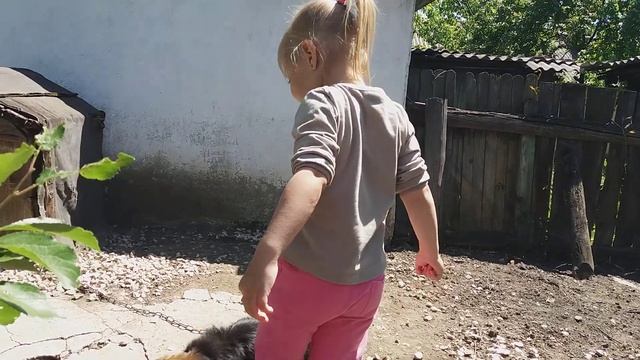 Видео для детей. В гостях у бабушки. Знакомство с собаками. Нямкаем ягодки. смотреть онлайн