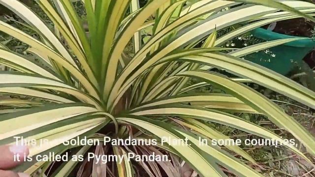 The Golden Pandanus Plant смотреть онлайн